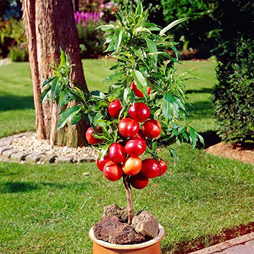 YouGarden Nectarine Garden Beauty, Patio Fruit Tree Bare Root
