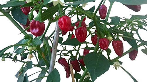 Apache Zwergchili (Indianer Chili) 10 Samen