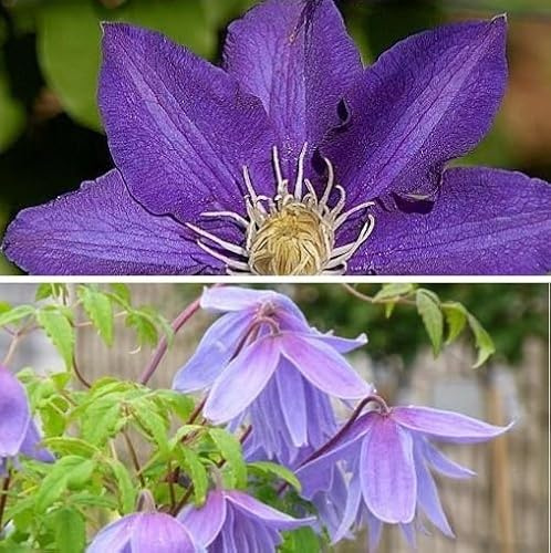 2 x Clematis Kletterpflanzen: Clematis The President & Alpina - Blau, Mehrjährig & Winterhart | 2 x 1,5 Liter Töpfe