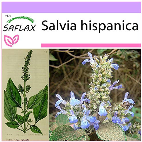 SAFLAX - Chia - 500 semi - Salvia hispanica