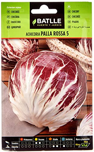 Batlle Gemüsesamen - Chicoree Radicchio Palla Rossa 5 (3840 Samen)