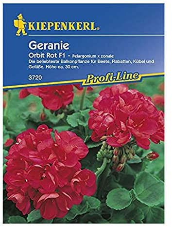 Stehende Geranien rot