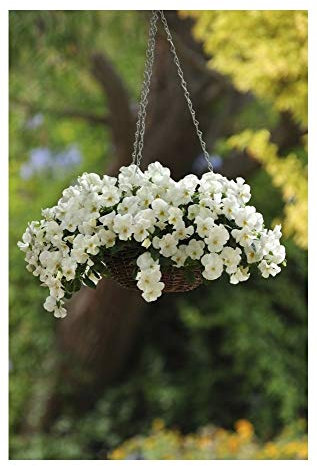 PREMIER SEEDS DIRECT - Pansy Trailing Winter Flowering - Cool Wave - White - 16 Seeds