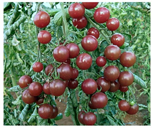 PREMIER SEEDS DIRECT Tomato - Black Opal - 20 Finest Seeds