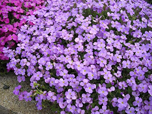 PREMIER SEEDS DIRECT - AUBRIETIA GRACILLIS - Rock CRESS - Royal Blue - 0.15 GRAM ~ Approx 400 Seeds