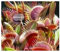 Dionaea muscipula Red Burgundy - dionea atrapamoscas o Venus atrapamoscas - 5 semillas