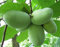 3 Semillas de Michigan plátano Paw Paw