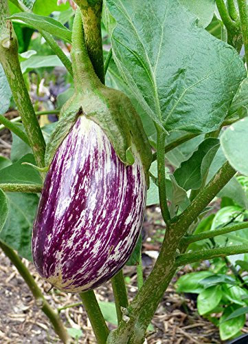 20 organici non OGM Listada De Gandia melanzane Seeds * Dolci