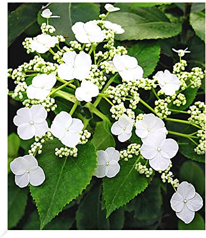 BALDUR Garten Kletter-Hortensien 'Semiola®', 1 Pflanze, Hydrangea petiolaris, blühende Kletterpflanze winterhart, pflegeleicht, für Standort im Schatten geeignet, blühend
