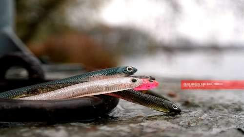 Fish Arrow Air Bag Minnow 4 # 20 Pink