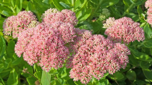 Fetthenne, Wildform Sedum telephium 200 Samen beige