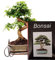 Genki-Bonsai Starterset – Chinesischer Liguster ca. 30 cm – Bonsai Komplettset mit Schere, Untersetzer, Bonsaibuch – pflegeleichter Indoor-Bonsai für Anfänger & Fortgeschrittene