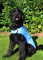 Prestige Cool Coat for Dogs, S, Blue