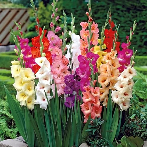 Eden Brothers Gladiolus Flower Bulbs - Border Mix, Non-GMO Bulbs for Planting, 20 Bulbs | Low-Maintenance Flower Bulbs, Plant During Spring, Zones 8, 9, 10, 11