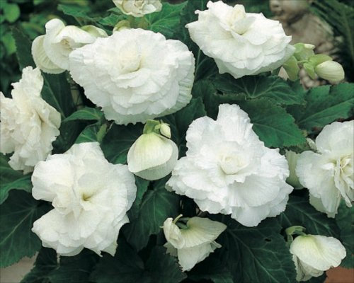 Pack x3 Bulbs/Tubers White Double Begonia Summer Bulbs