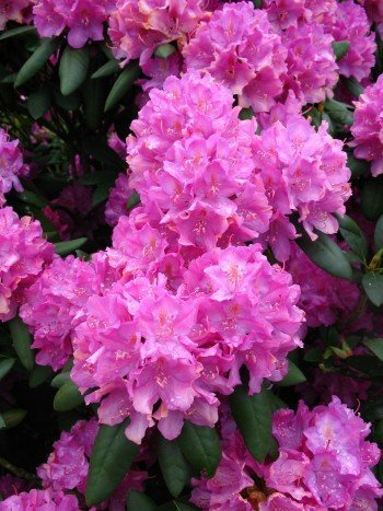 Alpenrose Rhododendron Roseum Elegans 30-40 cm hoch im 5 Liter Pflanzcontainer