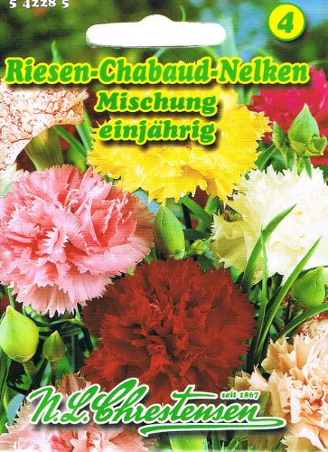 Riesen-Chabaud-Nelken Mischung Dianthus caryophyllus