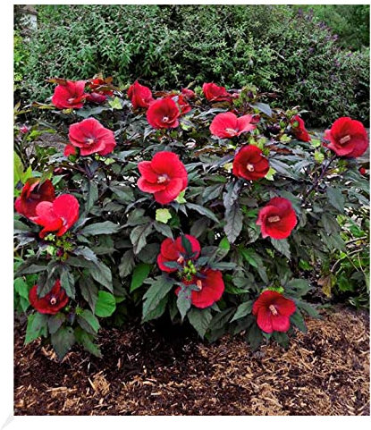 BALDUR Garten Winterharter Hibiskus Summerific® Midnight Marvel, 1 Pflanze, Staudenhibiskus, mehrjährig, Riesenblüten, blühend, Schnittblume, Hibiscus moscheutos