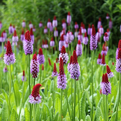 WASSERPFLANZEN WOLFF - Primula vialii - Orchideenprimel, rot-violett - Besonderheit! - 2er-Set - QUALITÄTSSTAUDEN