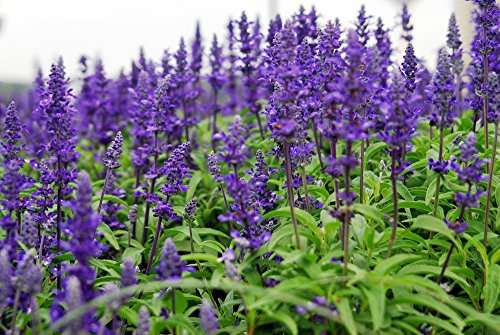 Salbei, Ziersalbei 'Blaukönigin' 30 Samen - Salvia x superba