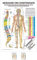 Rüdiger Meridiane u. Dorn Mini-Poster Anatomie 34x24 cm medizinische Lehrmittel