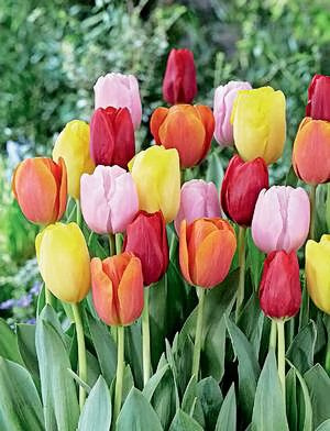 50 Easter Joy Mix Tulip Bulbs - Tulipa Triumph: Super-Sized X-tra Value Bag!