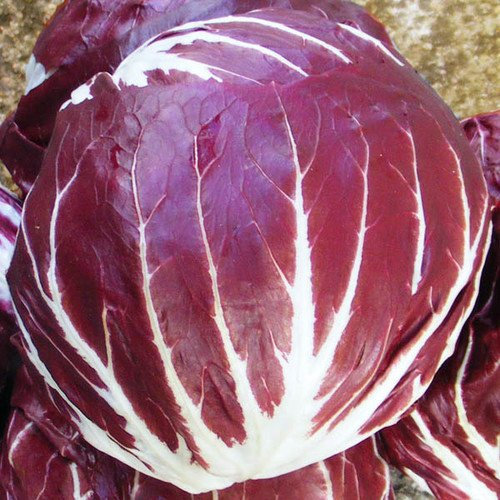 Plant World Seeds - Chicory Radicchio Palla Rossa 3 Seeds (Vegetable Seeds)