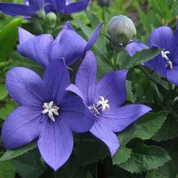 40+ Blue Platycodon Balloon Flower Perennial Flower Seeds