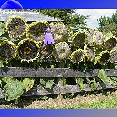 Mongolische Riesensonnenblumenkerne, 20 Samen, Erbstück essbare ornamental Sonnenblumen E3564