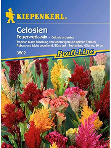 Celosia Feuerwerk Mix