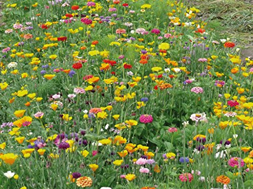 graines jachère fleurie spéciales Abeilles et Papillons 30 grammes