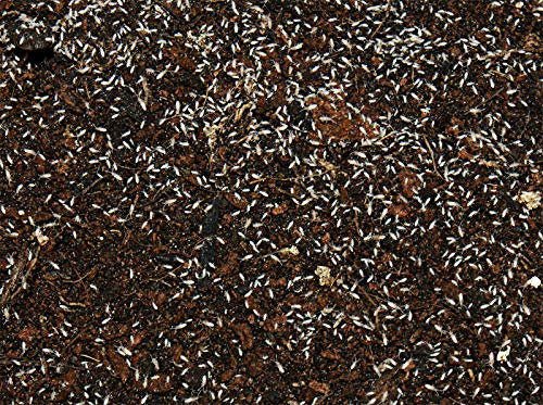 Feeders & more - Tropische Springschwänze Zuchtansatz in 1 Dose 500ml, Futterinsekten Futtertiere für Invertebraten, Haustierbesitzer, Reptilien- und Amphibienhalter, Deutschland, Geschmacklos, 500g