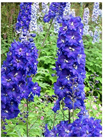 Premier Seeds Direct Delphinium Pacific Giant Blue Bird Finest Seeds (Pack of 110)