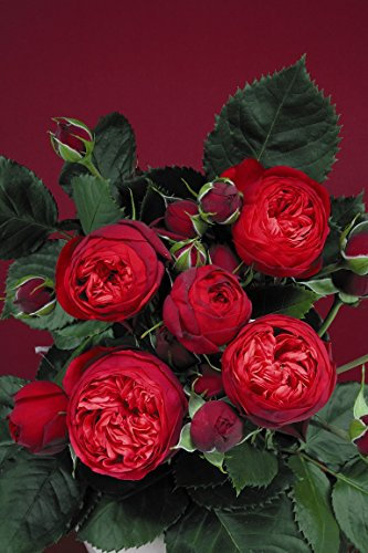 Edelrose Piano im 5 Liter Rosentopf