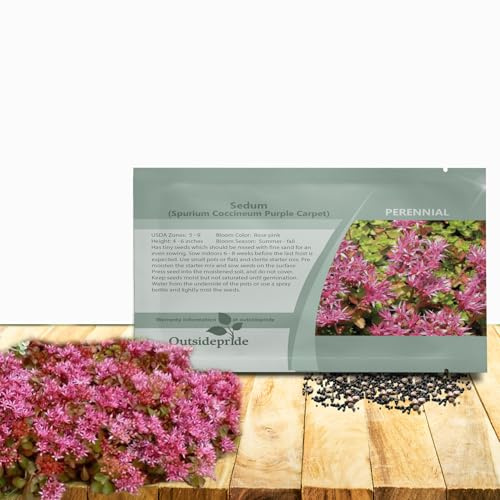 Outsidepride Purple Carpet Sedum Seeds - 1000 Pcs Perennial Ground Cover Seeds for Planting, Cold-Hardy & Heat-Tolerant Succulent Plants, Ideal for Rock Gardens, Containers, and Xeriscaping