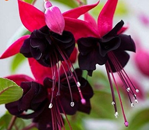 PBHKP Mr.Seeds Purple Double Petals Fuchsia Seeds Potted Flower Seeds Potted Plants Hanging Fuchsia Flowers 50 Particles/Bag