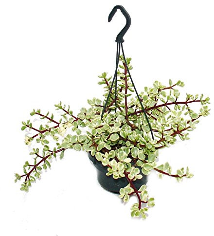 Exotenherz - Zimmerpflanze zum Hängen - Portulacaria afra var. - Jadebaum 14cm Ampel