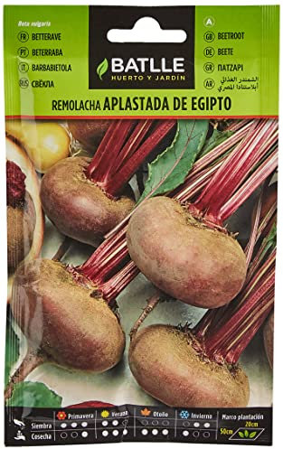 Semillas Batlle Betterave Table écrasée Égypte