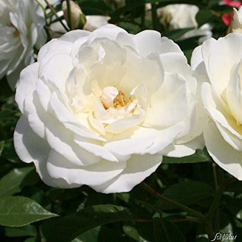 Rose Schneewittchen Strauchrose mit Blüten-Farbe reinweiß - Winterharte Blume mit mittelstarkem Duft - Blütezeit von Juni bis September von Garten Schlüter - Pflanzen in Top Qualität