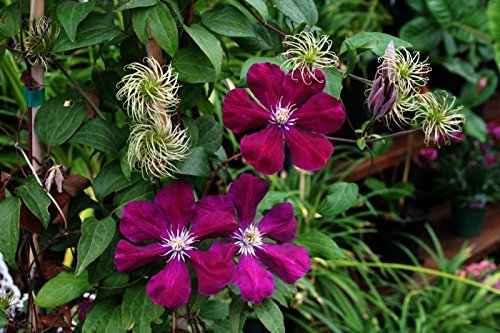 Clematis Kletterpflanzen 40-100cm topfgewachsen, verschiedene Sorten/Farben (40-60cm, Rot)