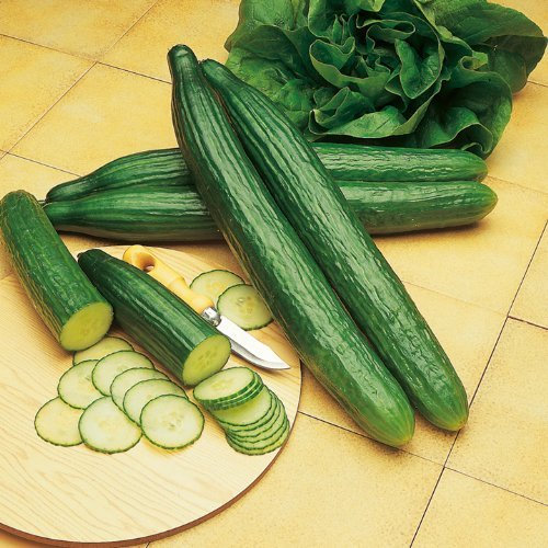 Suttons - Cucumber Seeds - Telegraph Improved