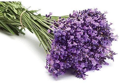 LAVANDA OFFICINALIS NR.200 SEMI OFFERTA!