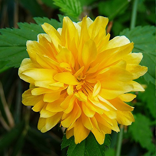 1 X KERRIA 'PLENIFLORA' Double Flowered Japanese Rose DECIDUOUS Shrub in Pot