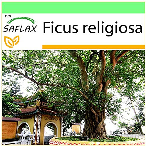 SAFLAX - Buddha-Feige/Bodhi-Baum - 100 Samen - Ficus religiosa
