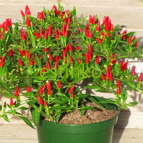 New Hot Vendre. 50 pcs/lot d'antan thaï Sun Hot Pepper Piment ornemental Graines de Piment Bonsai Plante Mini Hot Pepper Seeds