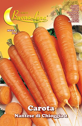 SEMI ORTO CAROTA DI CHIOGGIA