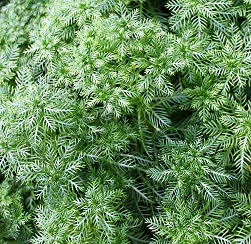 WASSERPFLANZEN WOLFF - Hottonia palustris - Wasserfeder - Wasserprimel, weiß-rosa - winterhart - Klärpflanze! - heimisch - 2er Set in 9x9cm Töpfen - QUALITÄTSSTAUDEN