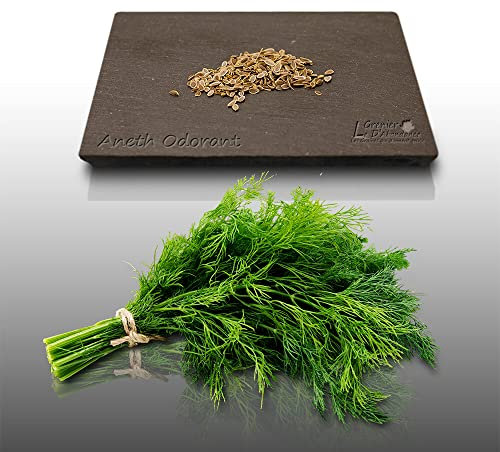 200 graines Aromatiques à semer - Le Grenier d'Abondance - ANETH - Anethum graveolens