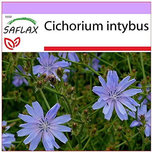 SAFLAX - Chicorée sauvage - 250 graines - Cichorium intybus