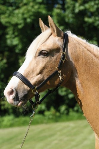 CATAGO Lederhalfter - schwarz - Kaltblut